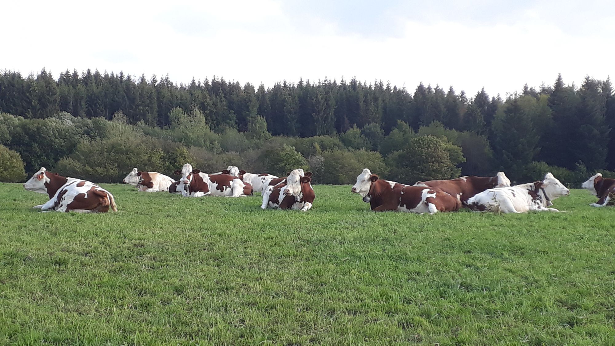 @INRAE, Didier Boichard (Bovins au pré)