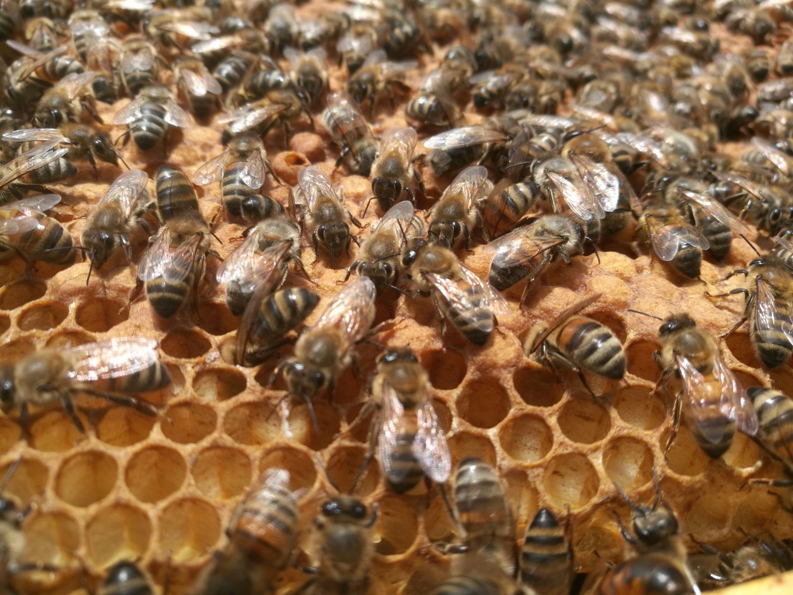 Abeilles sur le couvain @Tristan Kistler (licence CC-BY)