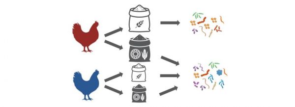 Microbiote-poule