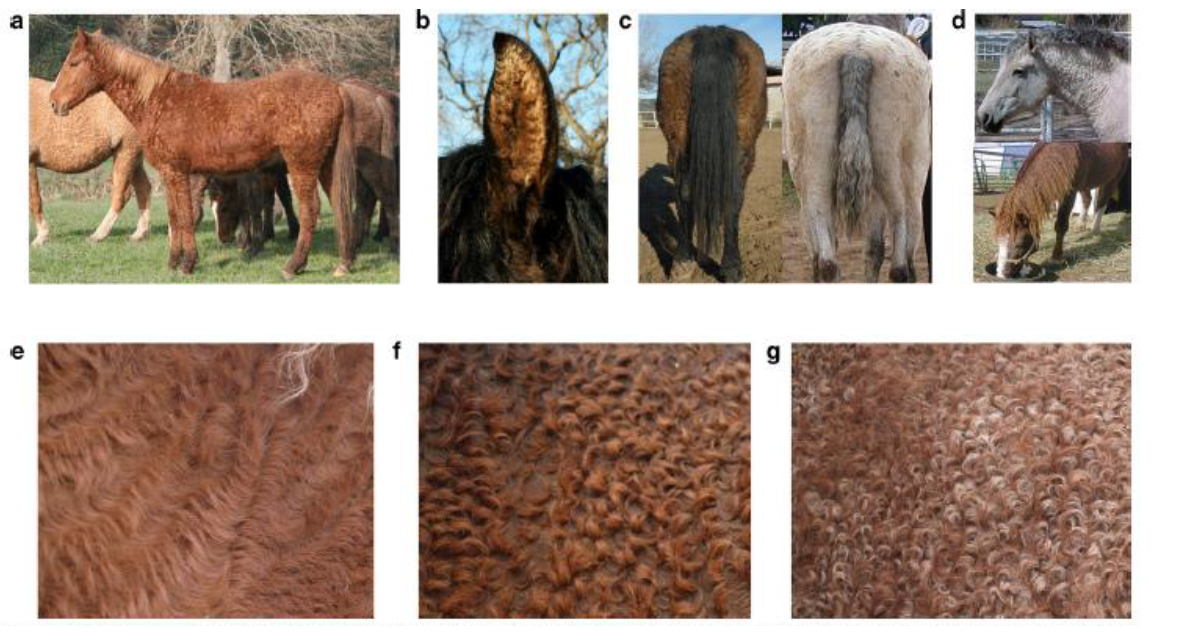 Illustrations issues de l’article Morgenthaler et al. (2017), Genetics Selection Evolution, 49(1), 85